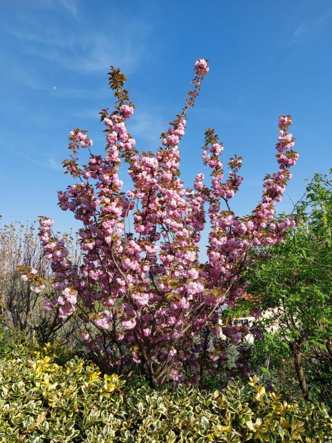 مبيت وإفطار Grumolo Pedemonte La Collina Delle Acacie المظهر الخارجي الصورة