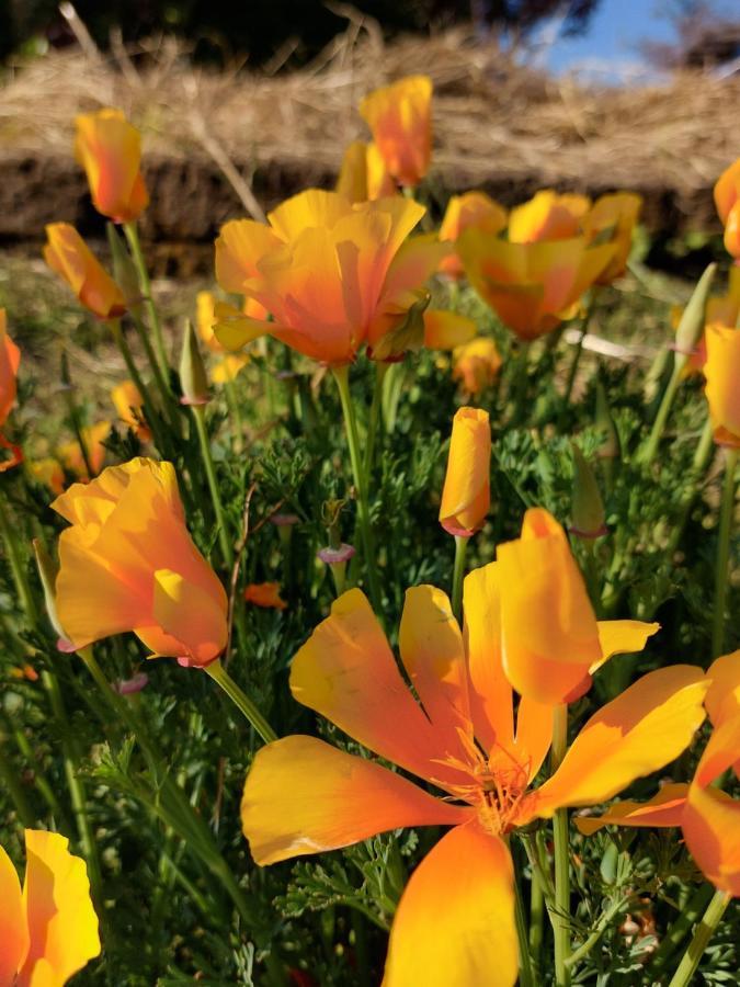 مبيت وإفطار Grumolo Pedemonte La Collina Delle Acacie المظهر الخارجي الصورة