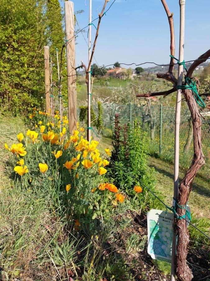 مبيت وإفطار Grumolo Pedemonte La Collina Delle Acacie المظهر الخارجي الصورة